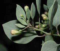 Lycium boerhaviifolium