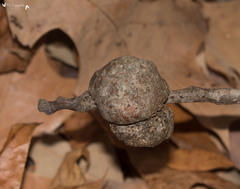 Callirhytis quercuspunctata