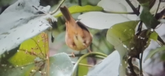 Phylloscopus schwarzi