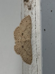 Cosymbiini