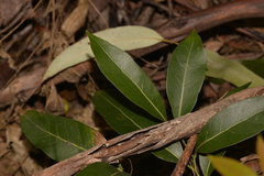 Cryptocarya microneura