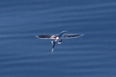 Exocoetidae