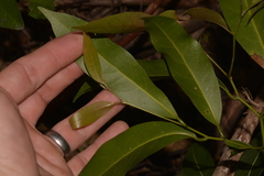 Cryptocarya microneura