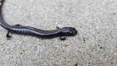 Plethodon electromorphus