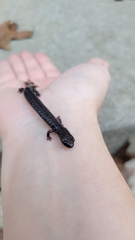 Plethodon electromorphus