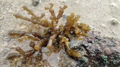 Gracilaria