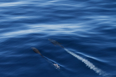 Arctocephalus townsendi