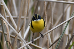 Tachuris rubrigastra