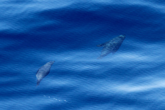 Arctocephalus townsendi