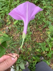 Ipomoea setifera