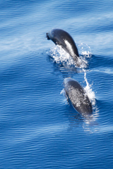 Arctocephalus townsendi