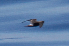 Hydrobates leucorhous