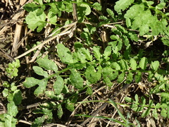 Rorippa sylvestris
