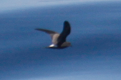Hydrobates leucorhous