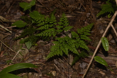 Adiantum formosum