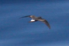 Hydrobates leucorhous
