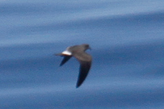Hydrobates leucorhous