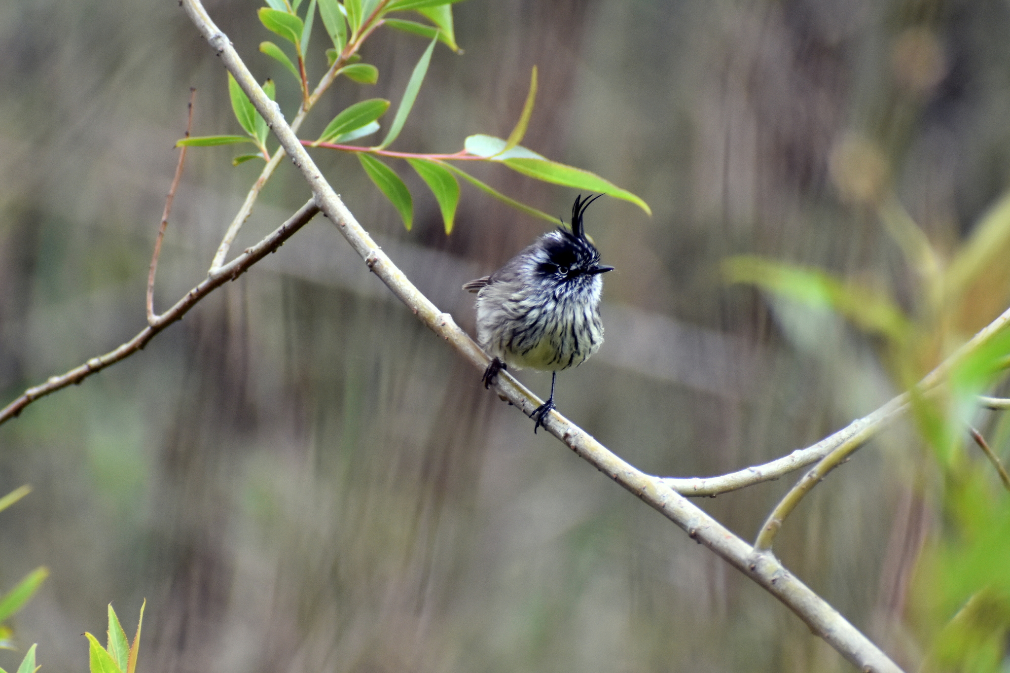 Tufted Tit-Tyrant illustration