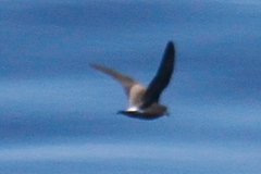 Hydrobates leucorhous