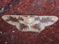 Cyclophora carsoni