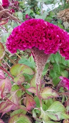 Celosia
