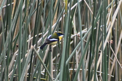 Tachuris rubrigastra