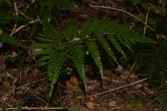 Arachniodes aristata