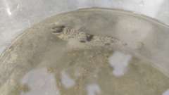 Yongeichthys nebulosus