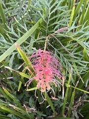 Grevillea bipinnatifida