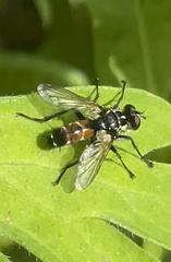 Phasiinae