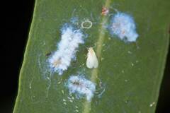 Dialeuropora decempuncta