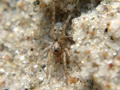 Arctosa perita