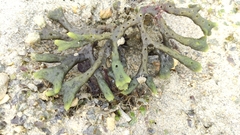 Ceratodictyon