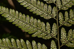 Arachniodes aristata