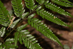 Arachniodes aristata