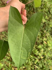 Ipomoea setifera