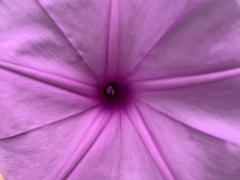 Ipomoea setifera