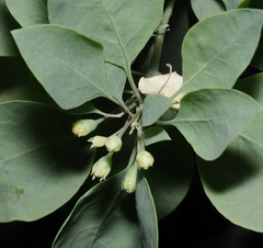 Lycium boerhaviifolium
