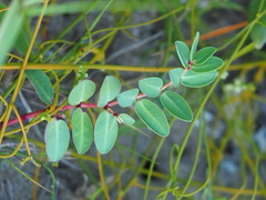 Euphorbia atoto