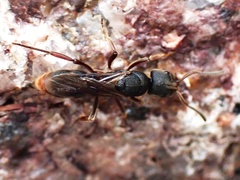 Pseudoneoponera