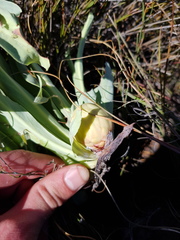 Protea laevis
