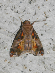 Calyptis idonea