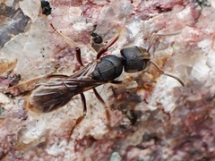 Pseudoneoponera