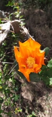 Opuntia megapotamica