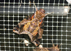 Calyptis idonea