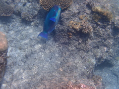 Chlorurus microrhinos