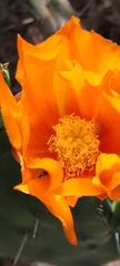Opuntia megapotamica
