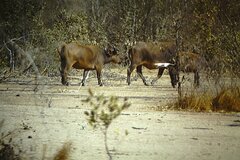 Syncerus caffer brachyceros