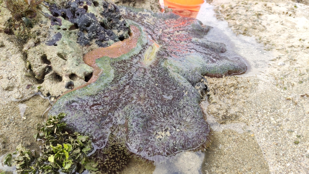 Green Carpet Anemone