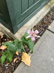 Tricyrtis